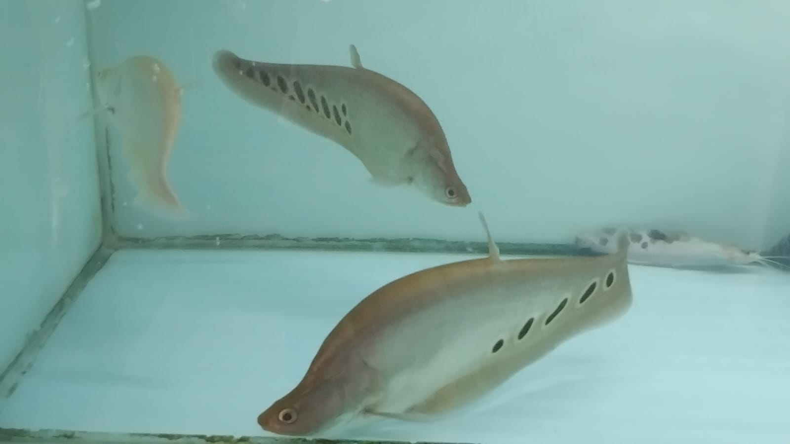 Ikan Belida